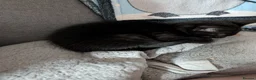 Mixed Breed cats for sale: Kittens ready to go in Batley - Advert 8