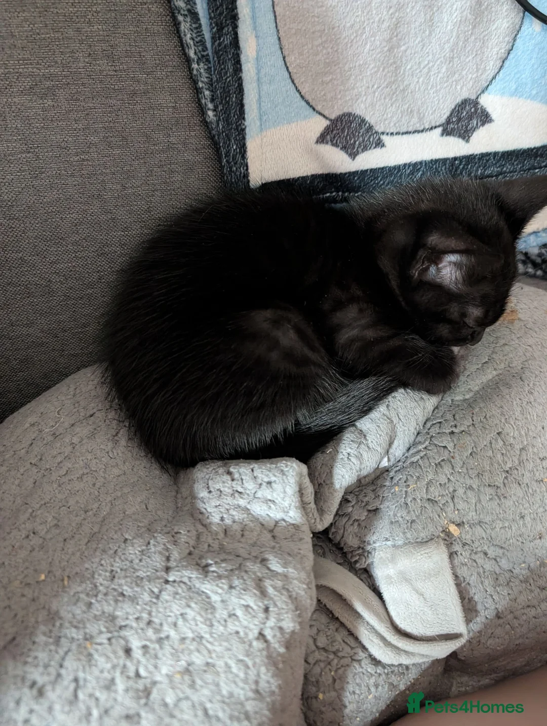 Mixed Breed cats for sale: Kittens ready to go in Batley - Advert 8