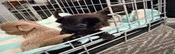 Chihuahua dogs for sale: Beautiful Chihuahua Puppies Available For Sale in Manchester - Advert 15