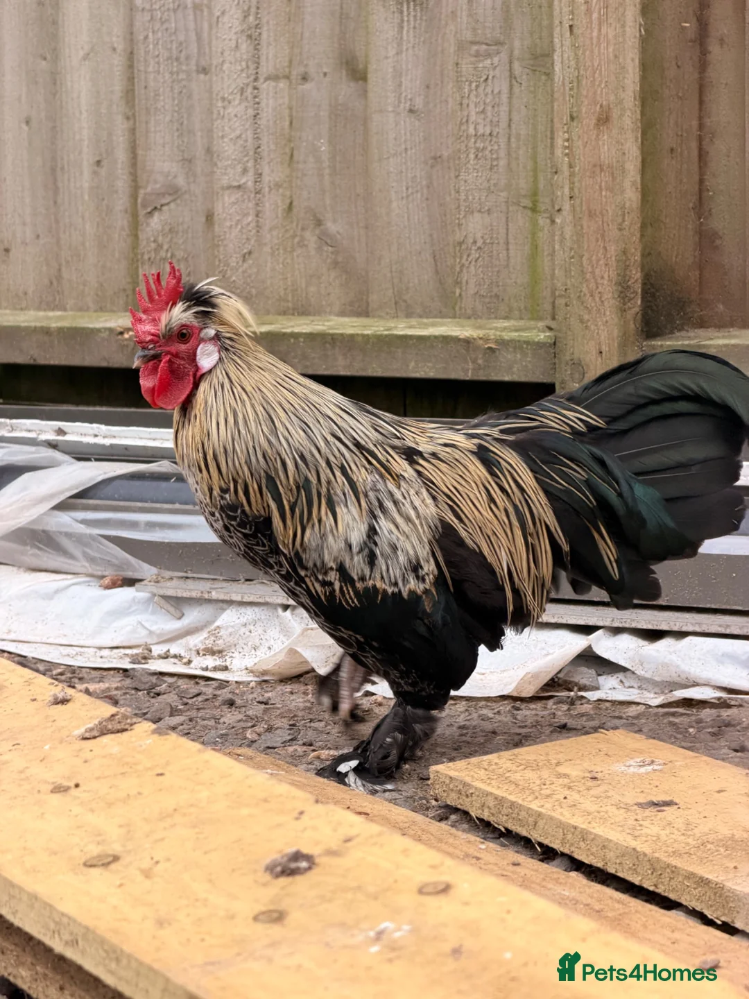 Mixed Breed poultry for sale: Cockerel - Advert 1