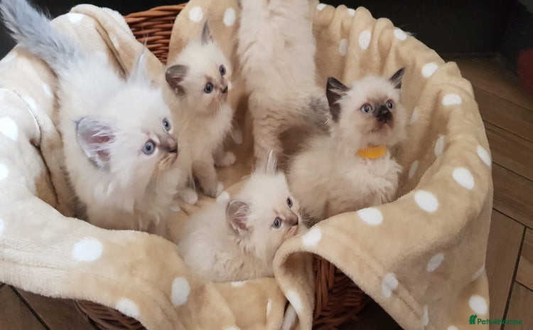 Siberian cats - Advert 1
