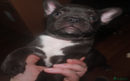 French Bulldog dogs for sale: Last One - KC French Bulldog Puppies - Image 14