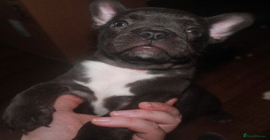 French Bulldog dogs - Advert 10