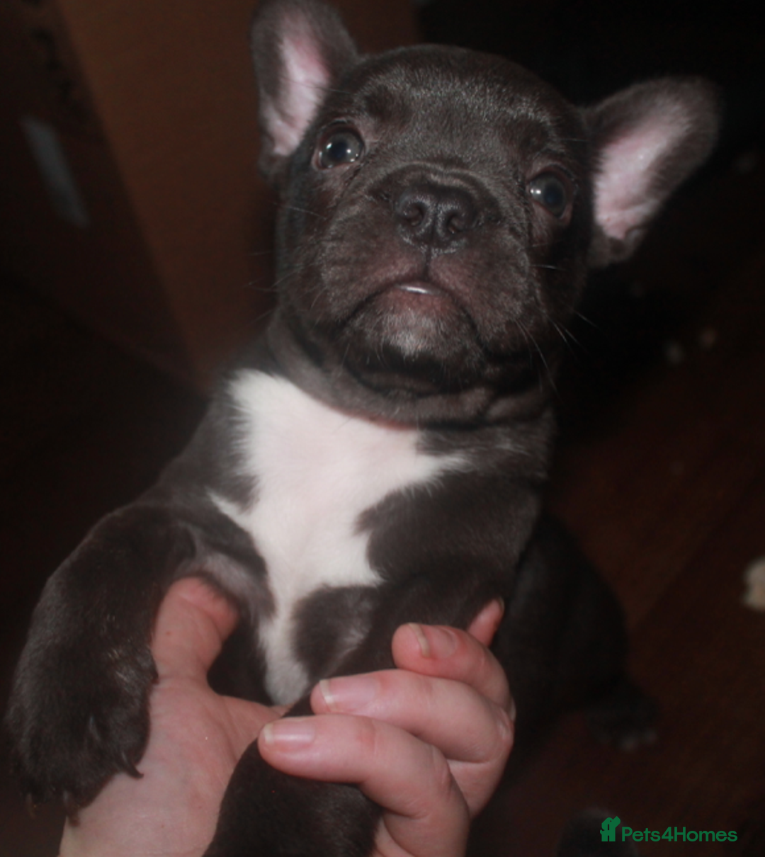 French Bulldog dogs for sale: Last One - KC French Bulldog Puppies - Image 14