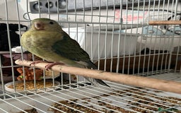 Parakeets birds for sale: Young female red rump  - Image 5