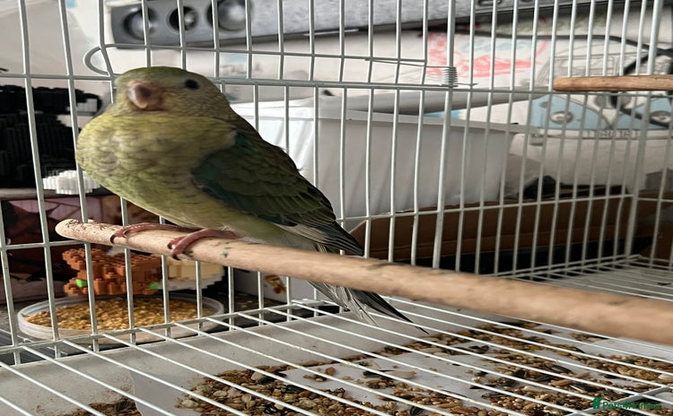 Parakeets birds - Advert 12