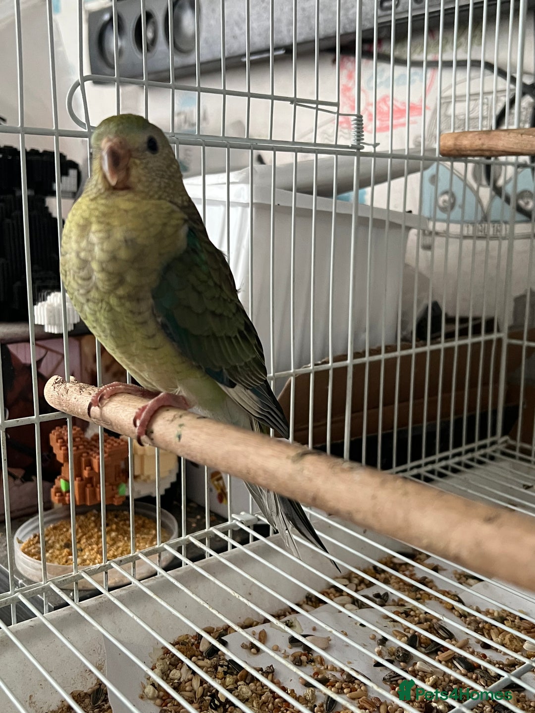 Parakeets birds for sale: Young female red rump  - Image 5