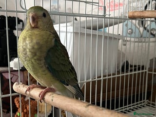 Parakeets birds - Advert 6