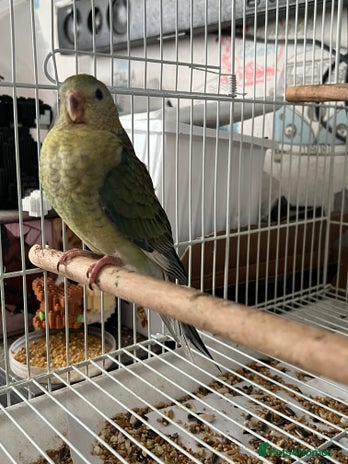 Parakeets birds - Advert 9