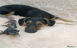Mixed Breed dogs for adoption: 💖🐶 POLLY 🐶💖 - Image 7