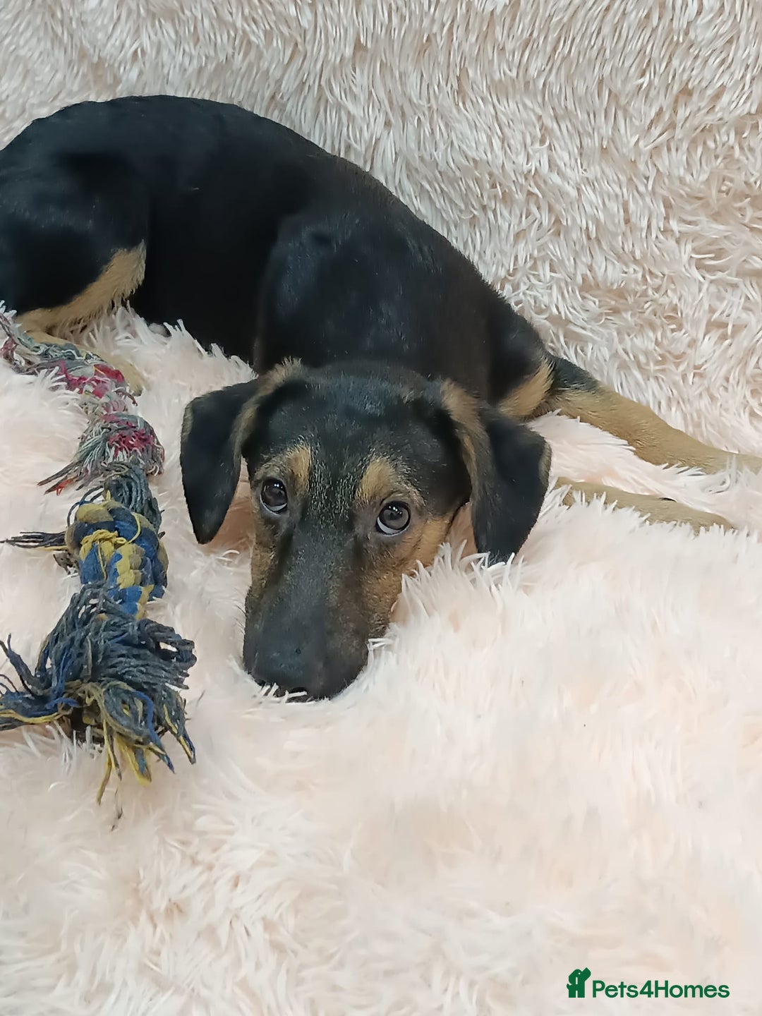 Mixed Breed dogs for adoption: 💖🐶 POLLY 🐶💖 - Image 7