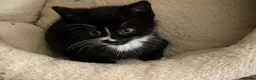 Mixed Breed cats for sale: Kittens - Mid Wales - £25 - Advert 7