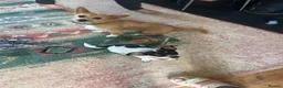 Jack Chi dogs for sale: Jack Russell x puppies in Holsworthy - Advert 4