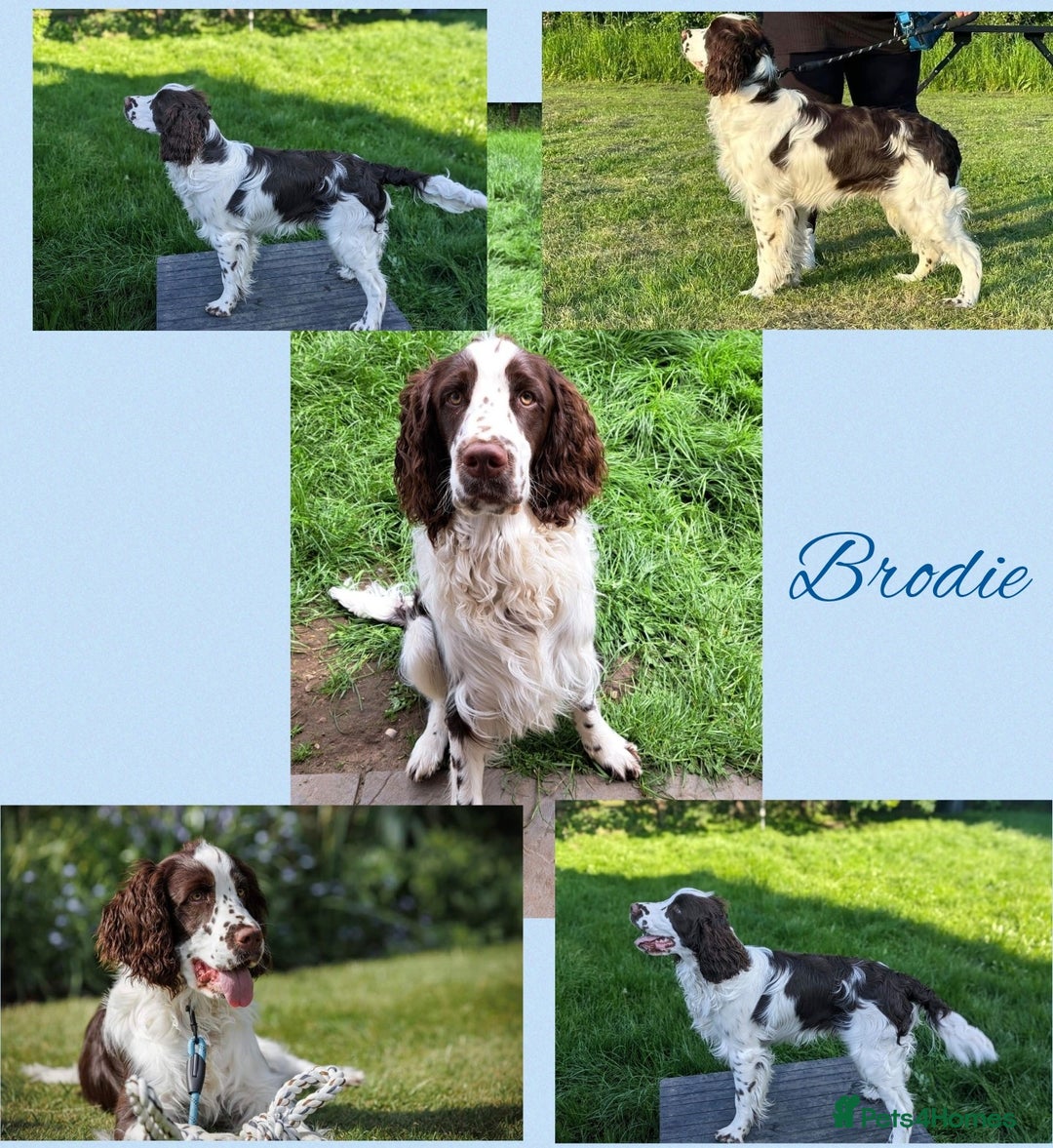 English Springer Spaniel dogs for sale: Beautiful KC Show Line ESS Puppies - Advert 12
