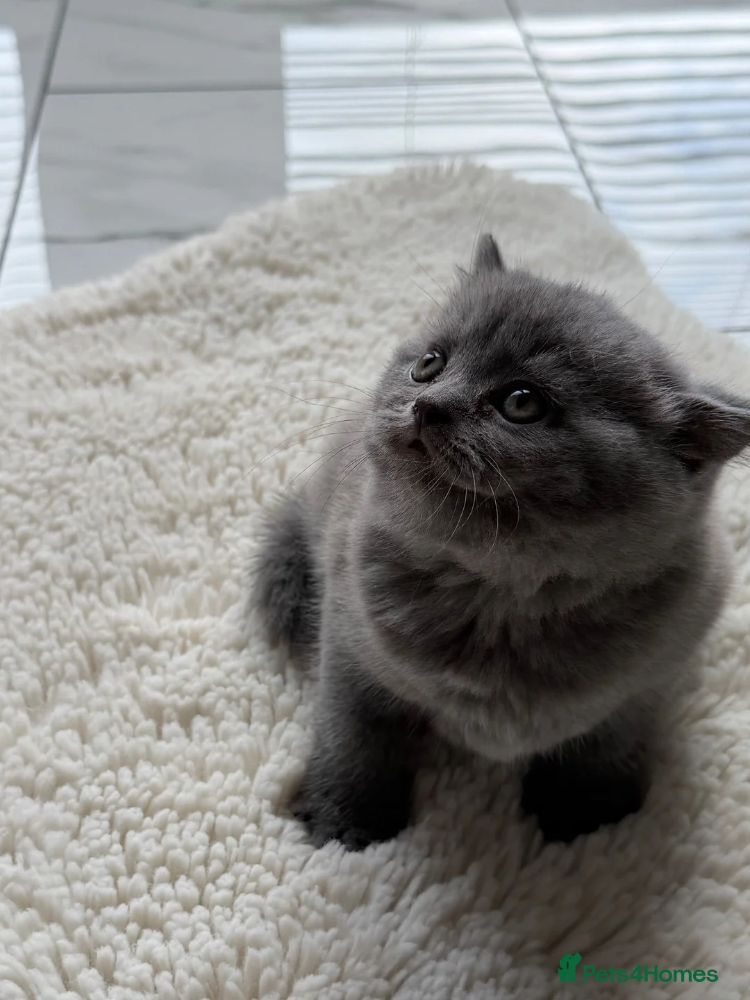 British Shorthair cats for sale: British shorthair/Scottish fold - Advert 2