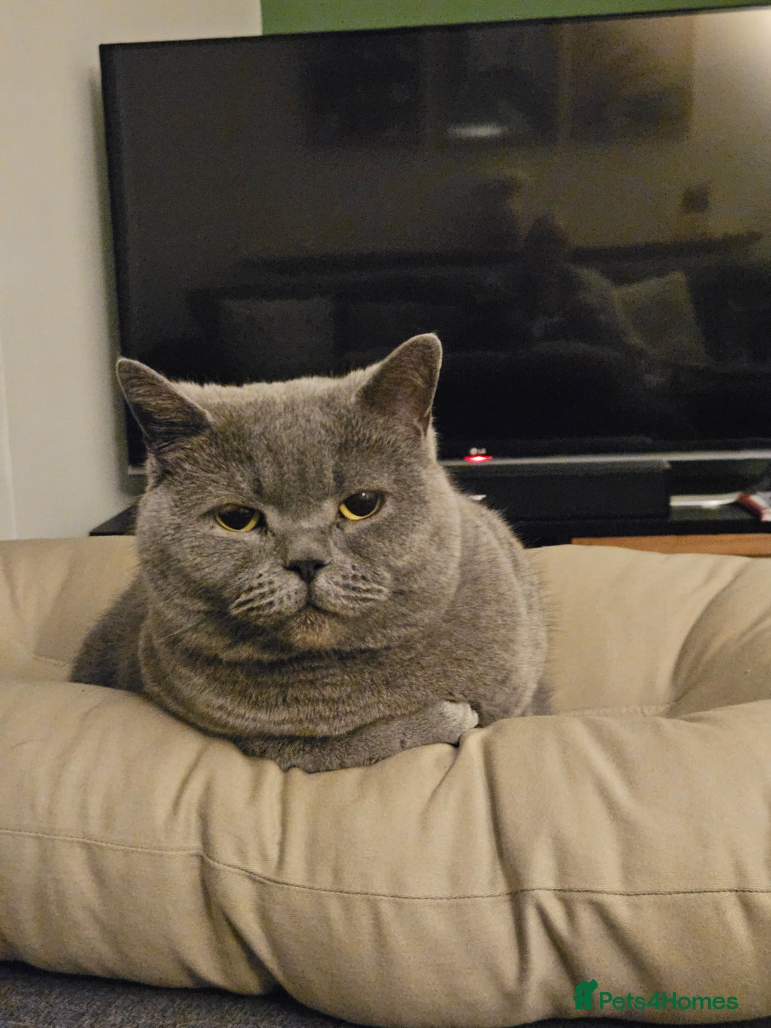British Shorthair cats for sale: Beautiful British Blue needs a loving home - Advert 3