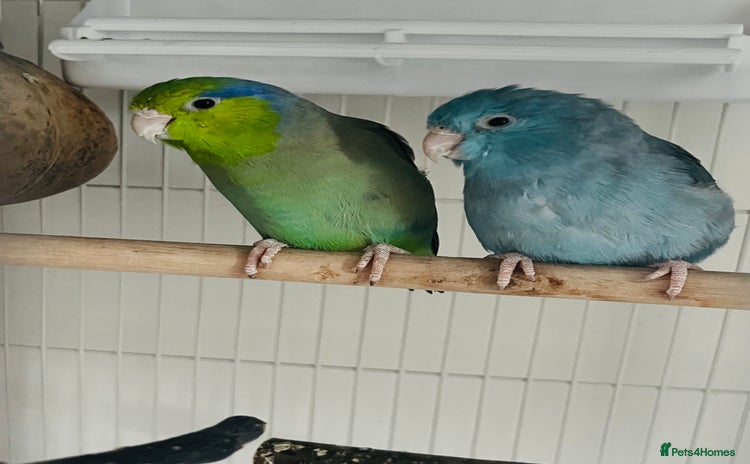 Parakeets birds - Advert 2