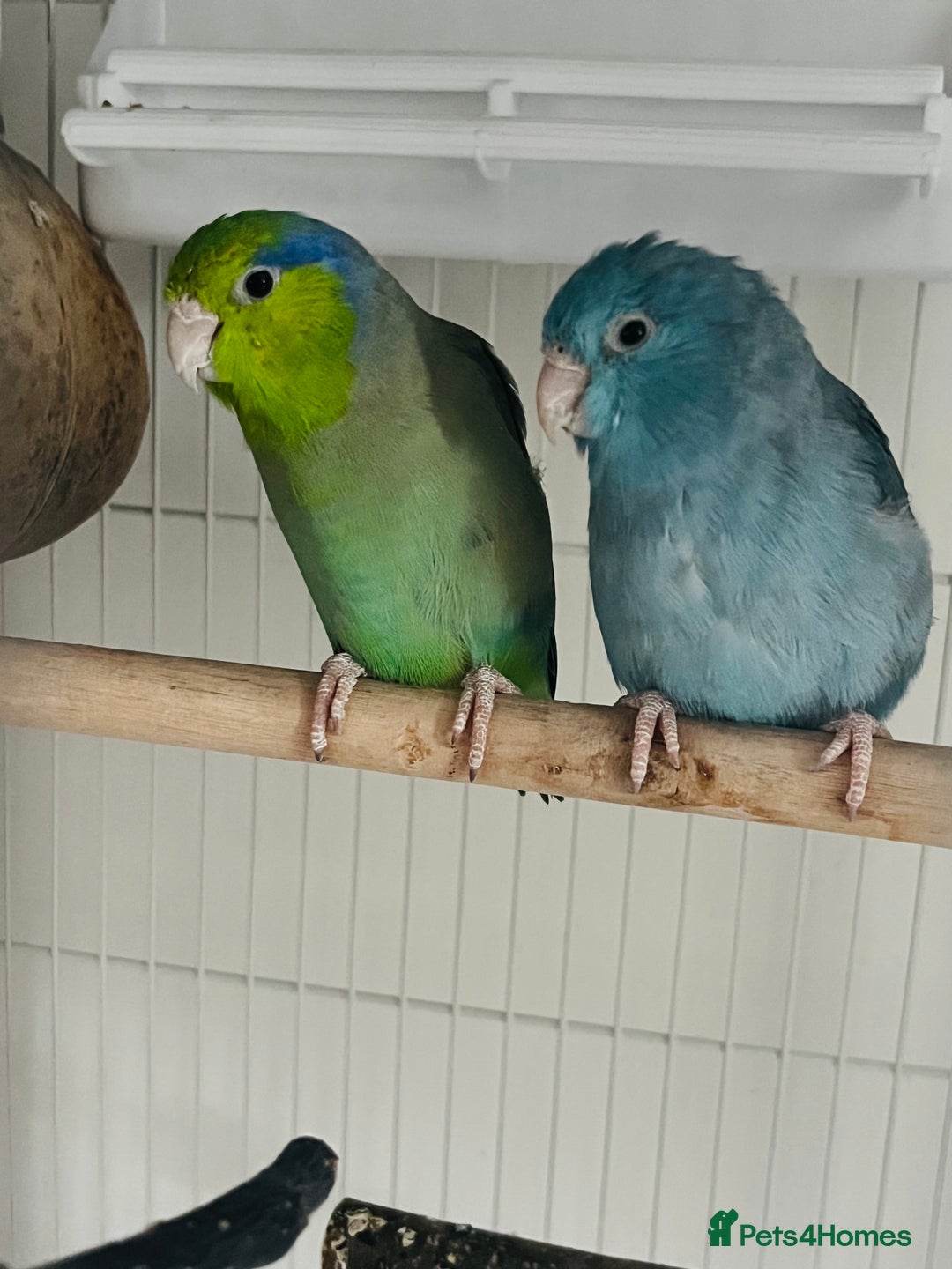 Parakeets birds for sale: Two bonded parrotlets and cage  - Image 1
