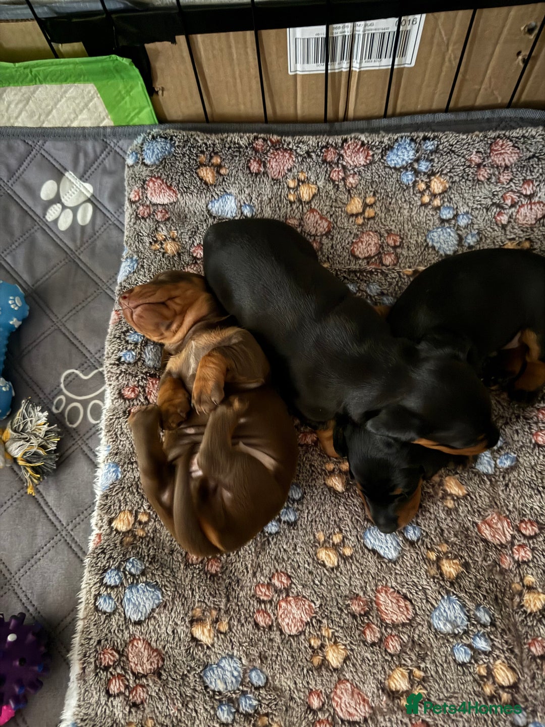 Dachshund dogs for sale: Beautiful Dachshund Puppies - Advert 7
