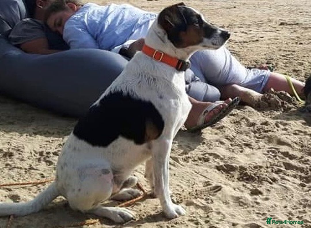 Jack Russell dogs for sale: Beautiful jack Russell puppies  - Advert 14