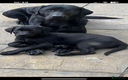 Labrador Retriever dogs for stud: Fox Red Labrador Stud, KC Reg, Champion line  - Image 4