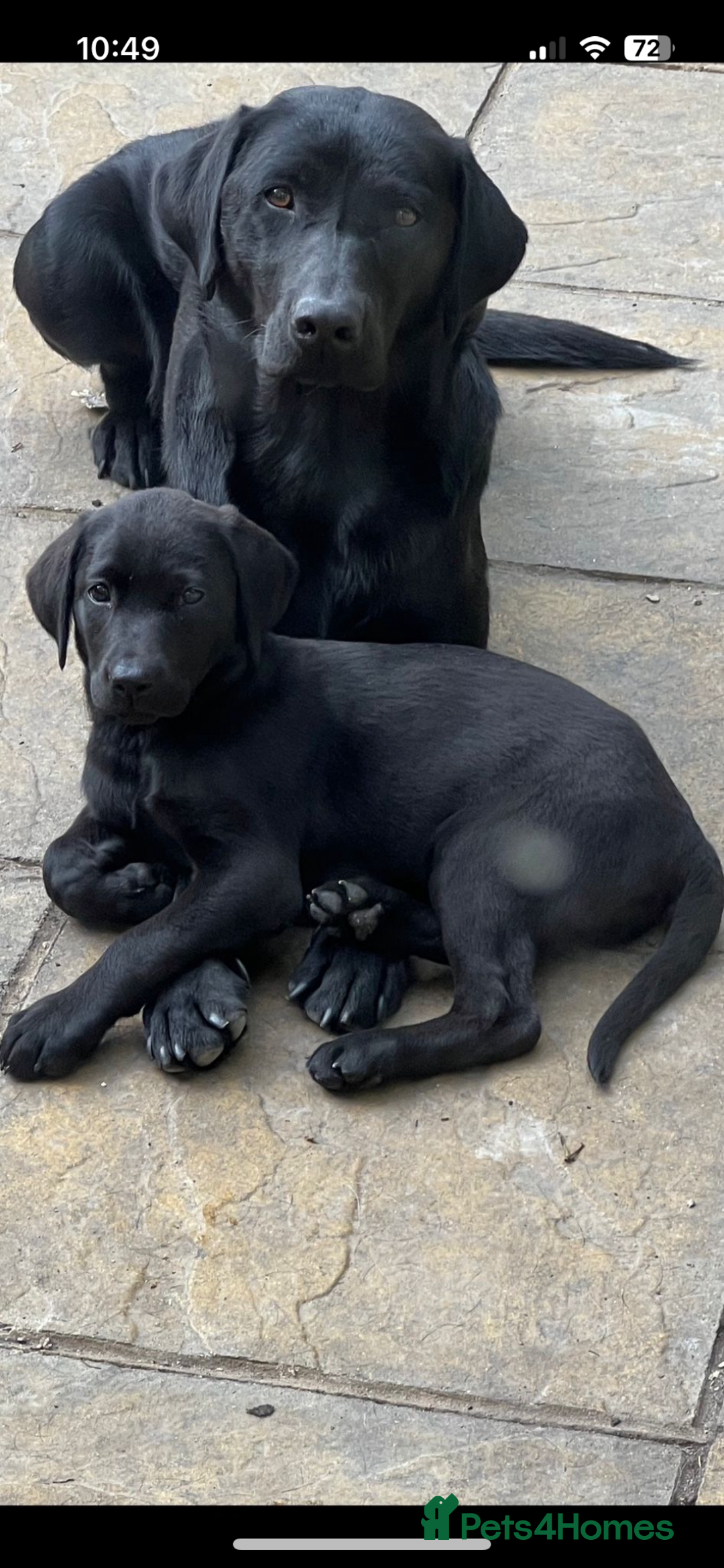 Labrador Retriever dogs for stud: Fox Red Labrador Stud, KC Reg, Champion line  - Image 4