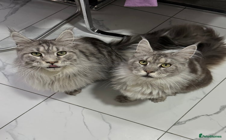 Maine Coon cats - Advert 8