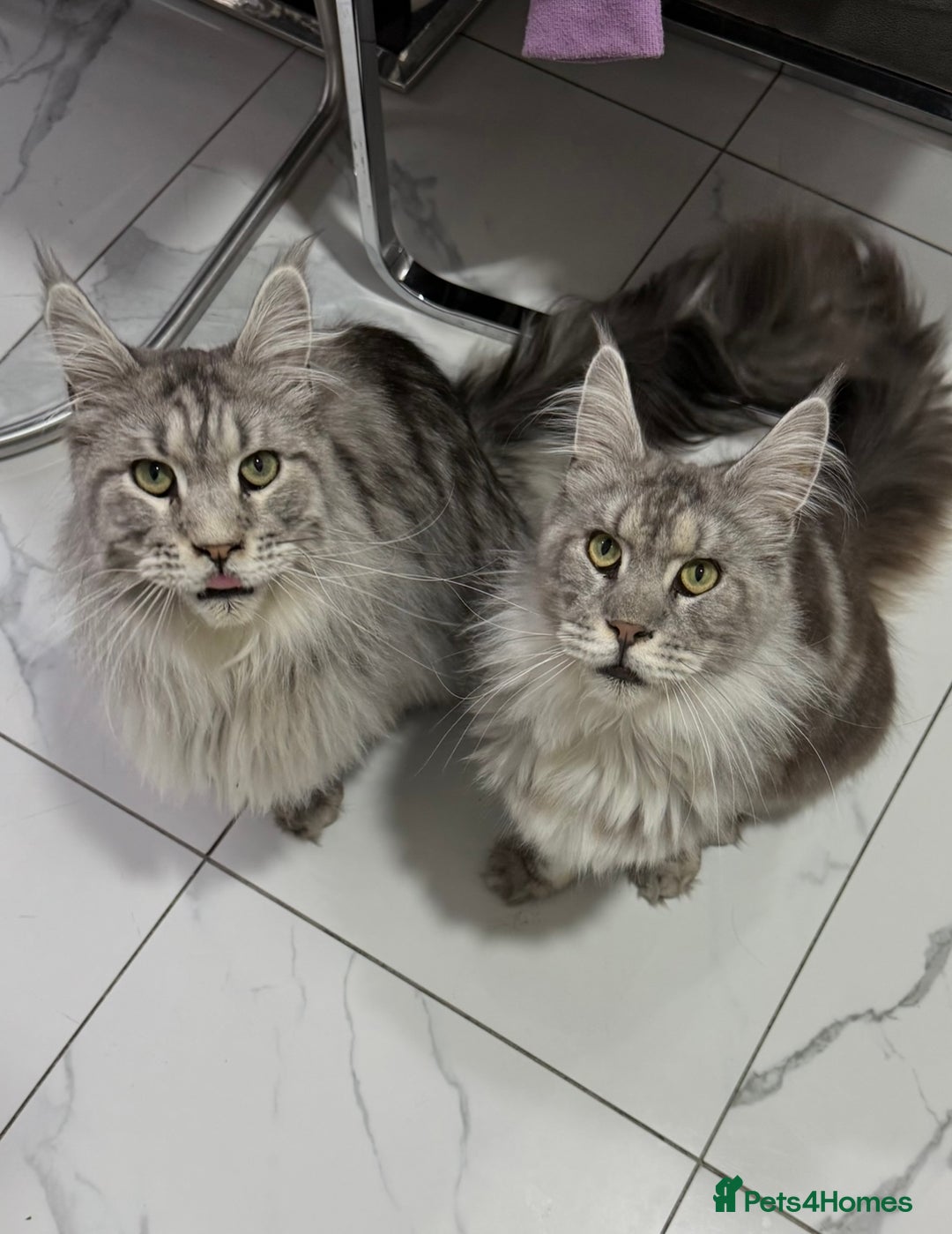 Maine Coon cats for sale: 2 x maine coon males must go together (£800 both)  - Image 1