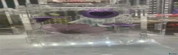 Spiders invertebrates for sale: Apalachicola Jumping spider  - Advert 10