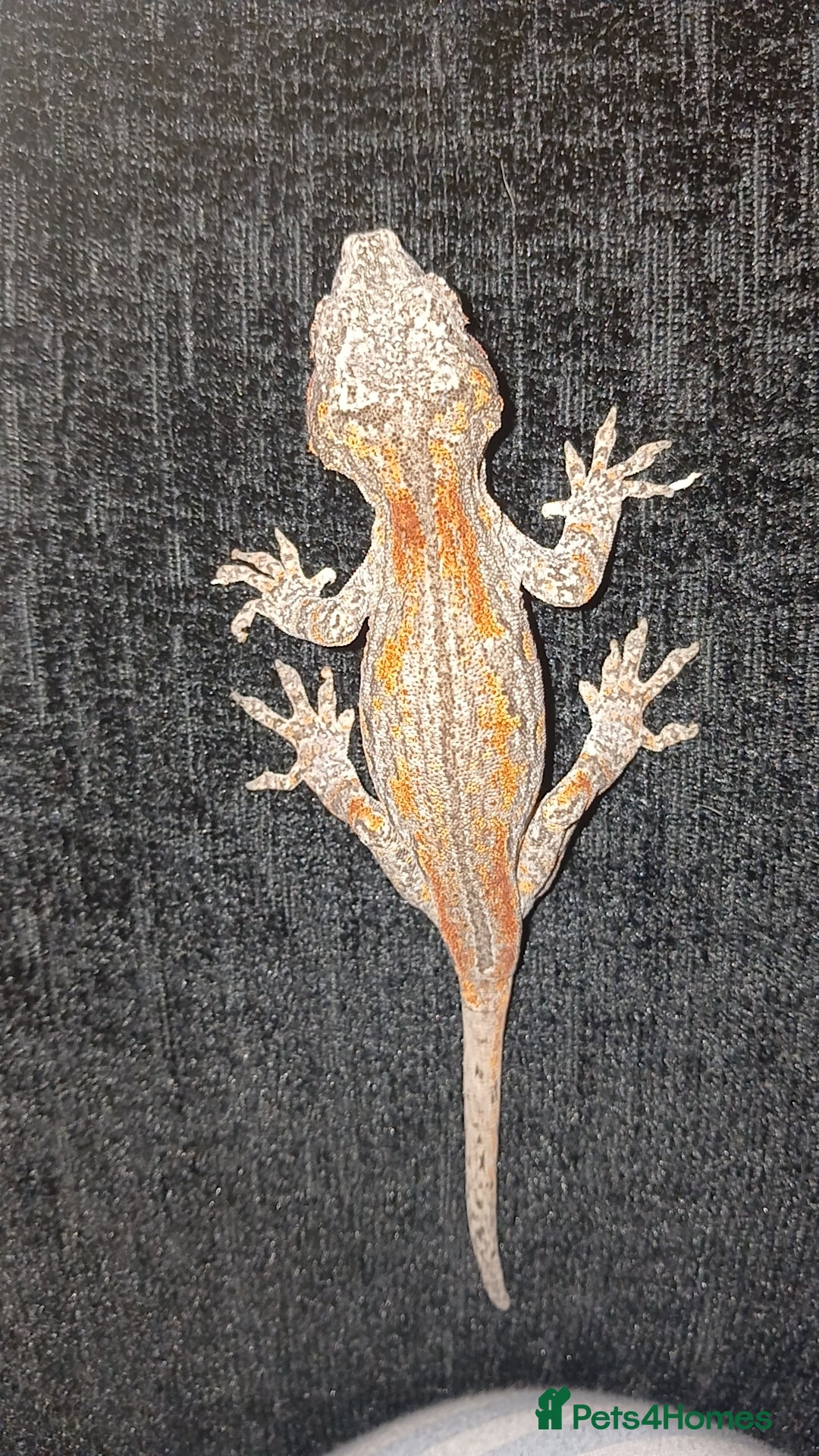 Gecko reptiles Juvenile male(likely)gargoyle gecko open to offers - Advert 1