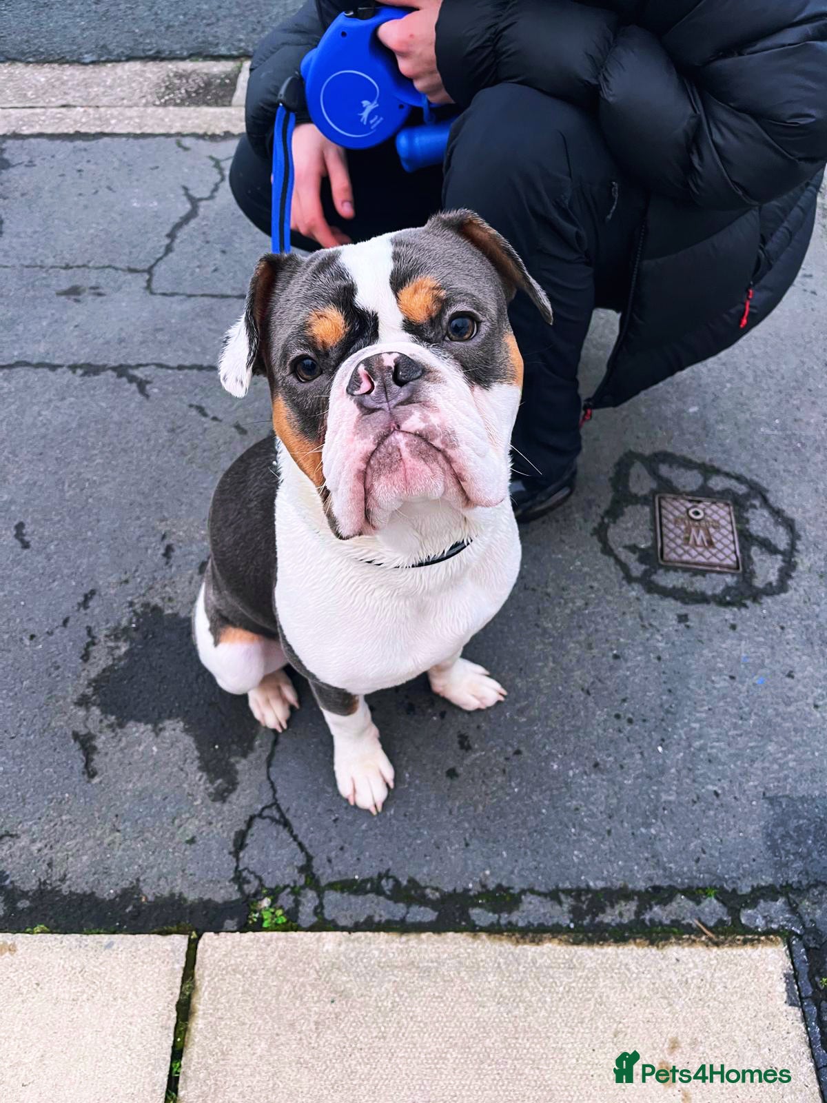 Mixed Breed dogs Remmie  in Liverpool - Advert 18