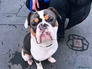 Mixed Breed dogs Remmie in Liverpool - Advert 2