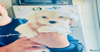 Bichon Frise dogs - Advert 10