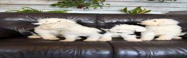 Old English Sheepdog 3