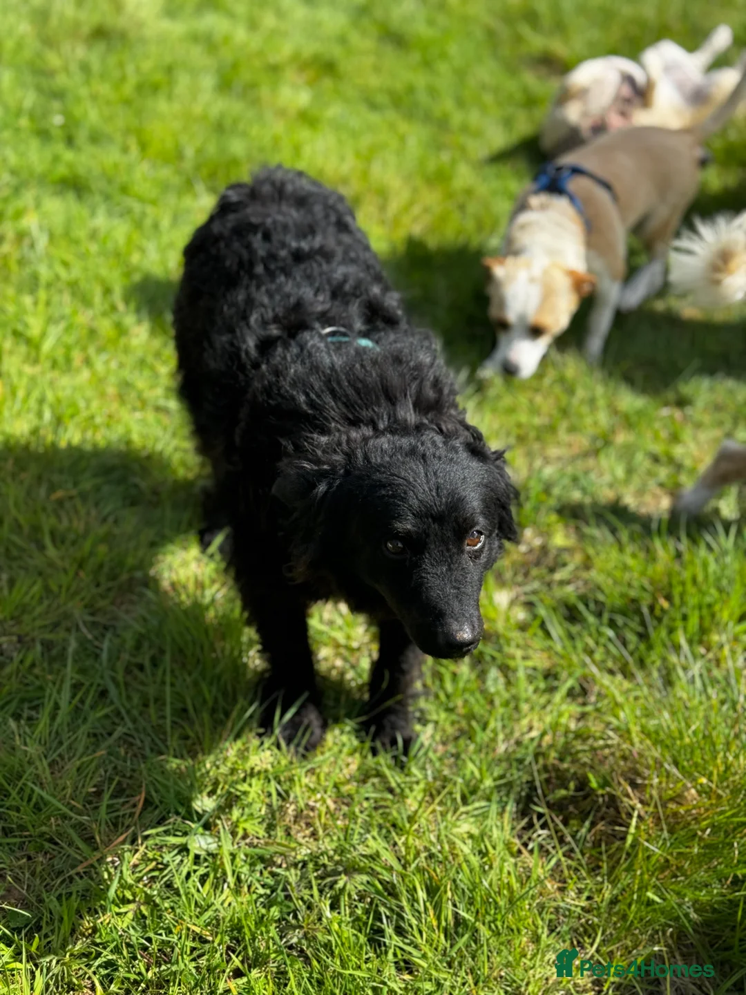 Mixed Breed dogs for adoption: Sweet Diana looking for a home in Salisbury - Advert 21