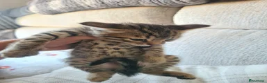 Bengal Kitten 1