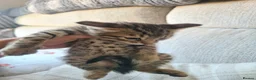 Bengal cats for sale: Kittens x bengal READY TO LEAVE  - Advert 34