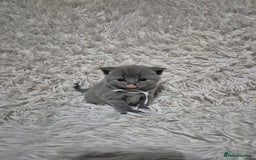 British Shorthair cats for sale: British short-hair kittens - Advert 8