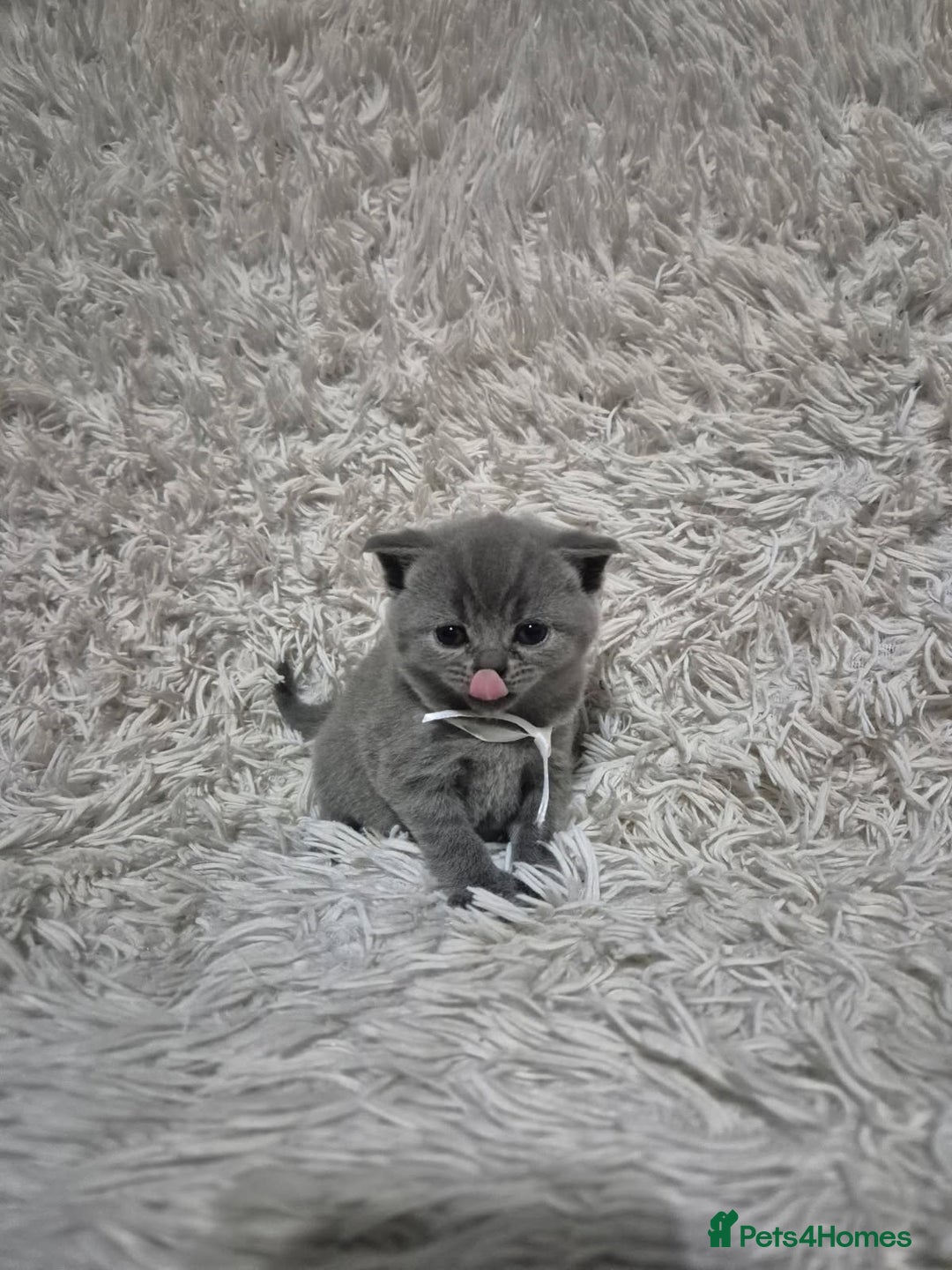 British Shorthair cats for sale: British short-hair kittens - Advert 8
