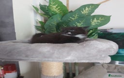 Mixed Breed cats for sale: Stunning  kittens looking  4 new home - Image 24