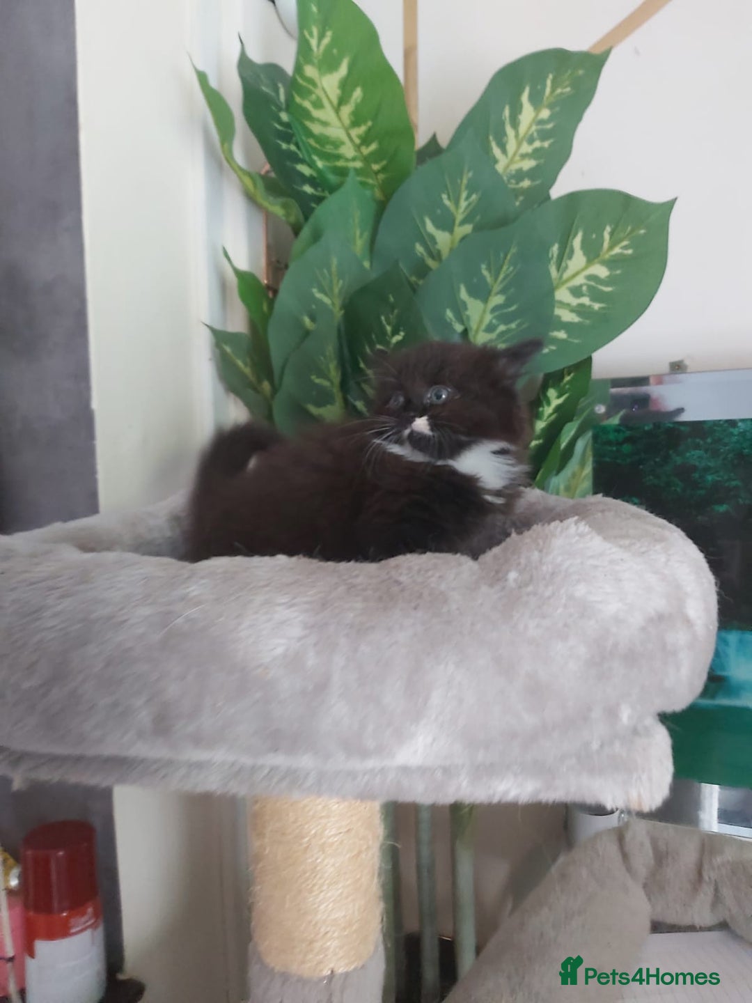 Mixed Breed cats for sale: Stunning  kittens looking  4 new home - Image 24