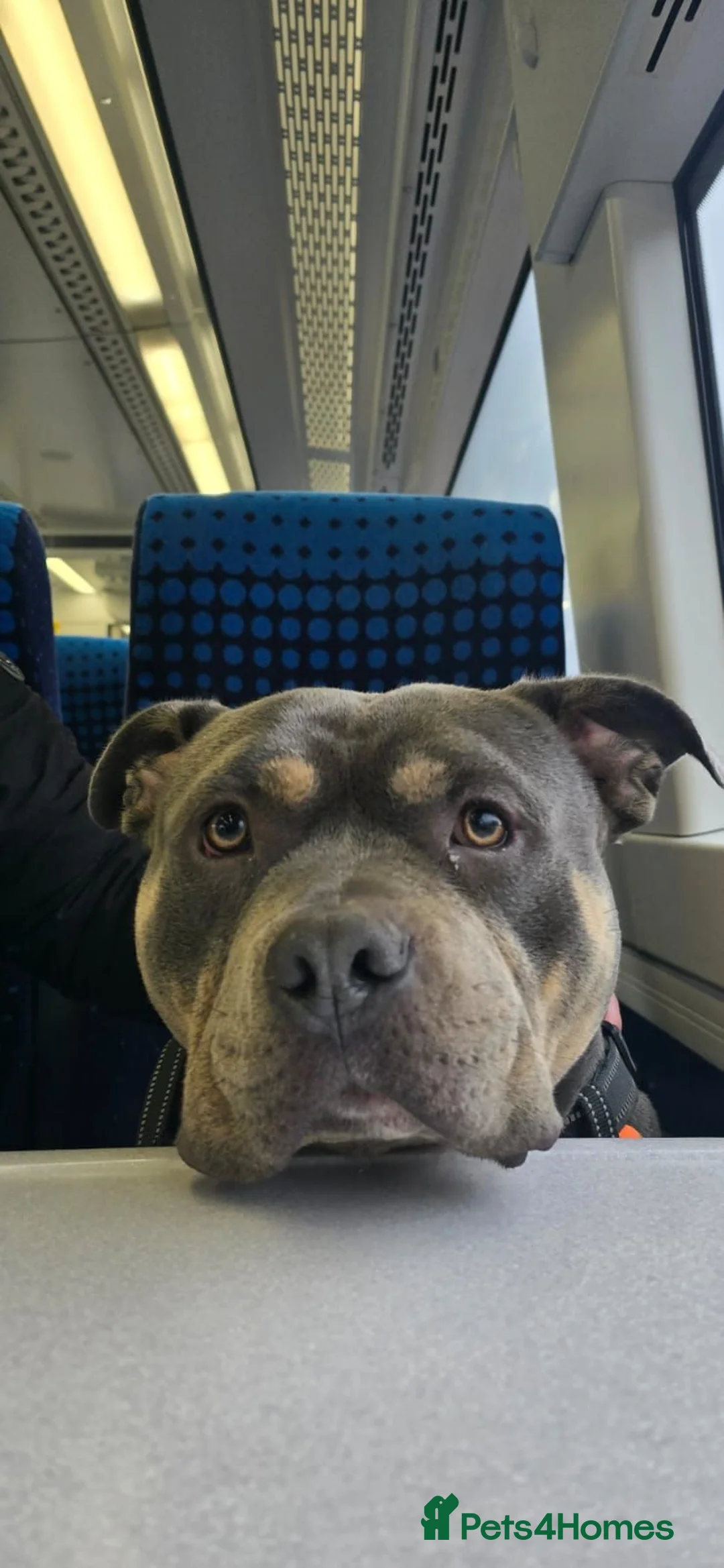 Mixed Breed dogs for sale: Pocket Bully in Hull - Advert 4