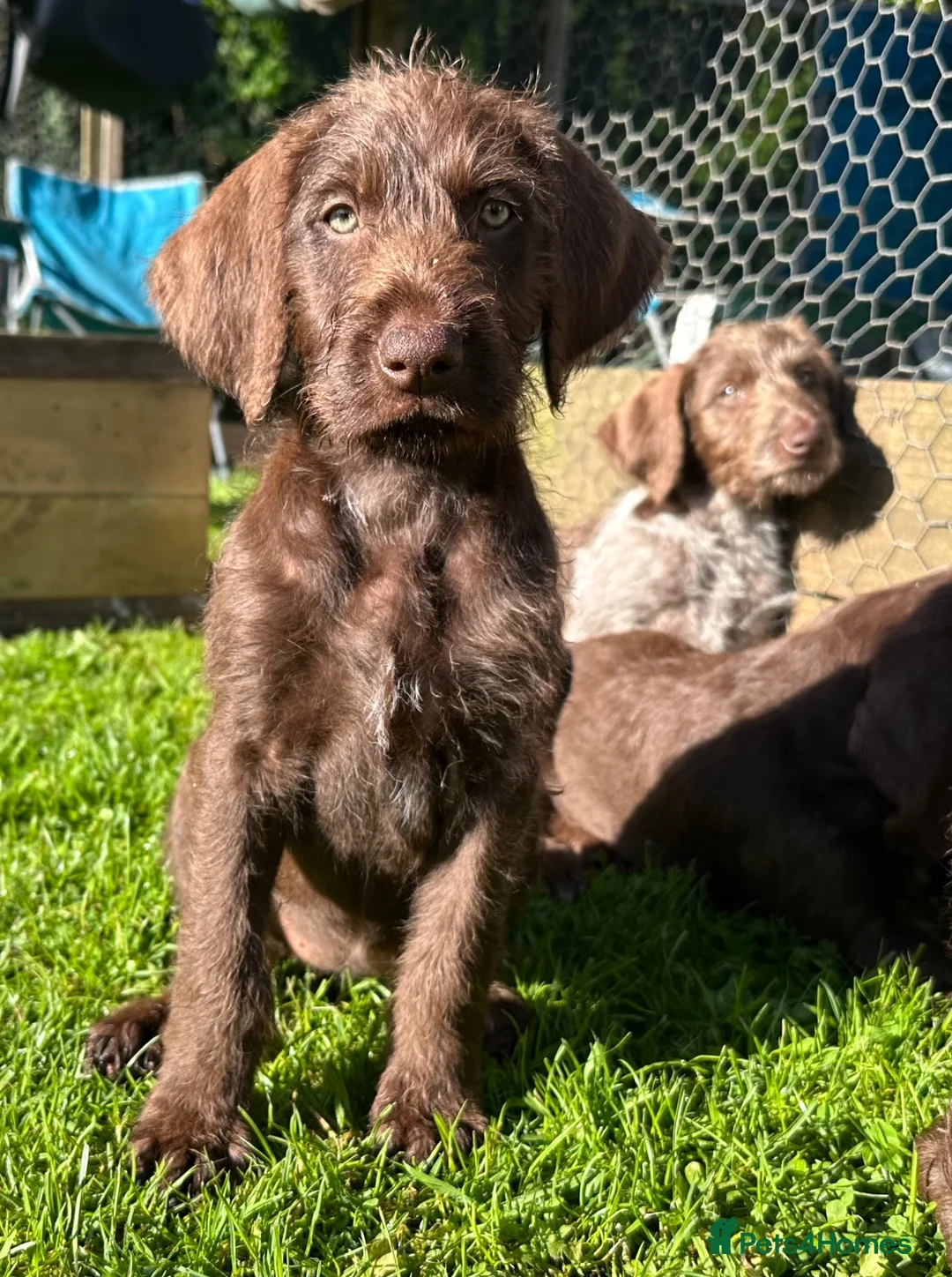 Mixed Breed dogs for sale: German pudlepointer x German wirehair pointer  in Norwich - Advert 12