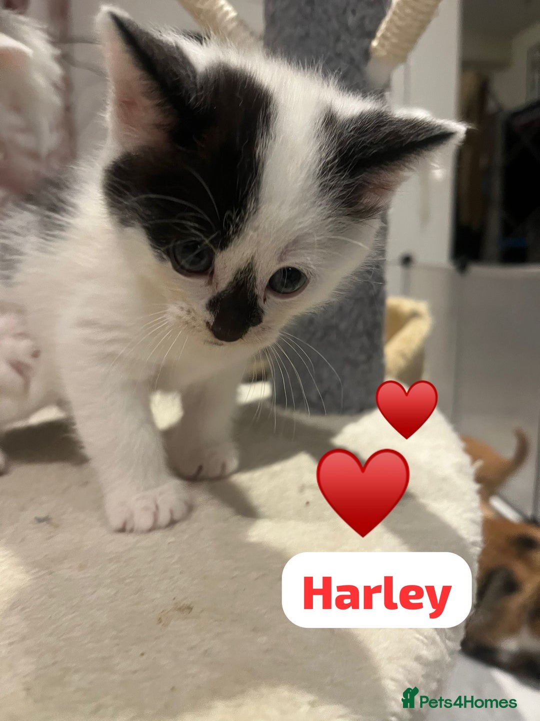 Mixed Breed cats for sale: 🐾 8 Beautiful kittens….🩵🩷 - Advert 38