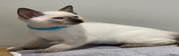 Siamese cats for sale: GCCF Registered Traditional Siamese Kittens.  - Advert 11