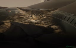 British Longhair cats for sale: 2 Year Old Domestic Long Hair - Image 11
