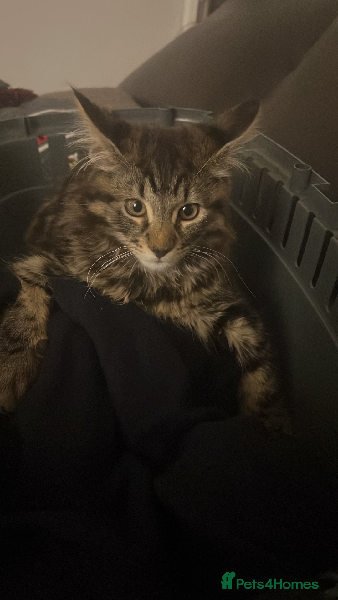 British Longhair cats for sale: 2 Year Old Domestic Long Hair - Image 11