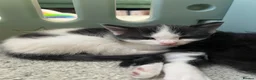 Mixed Breed cats for sale: 4 kittens for sale  in Warrington - Advert 3