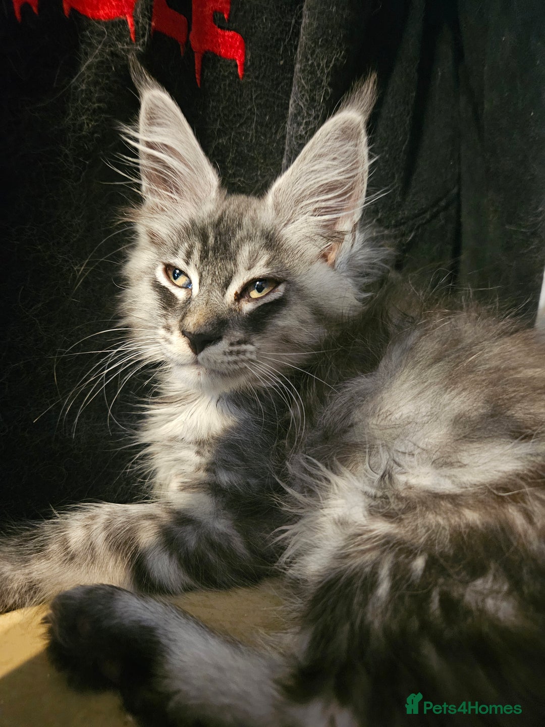 Maine Coon cats for sale:  💖💖 XL MAINE COON *💖💖 ACTIVE 💖💖READY NOW - Advert 4