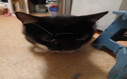 Mixed Breed cats for sale: Ideal Companion cat looking for forever home - Image 6